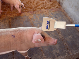  苏州大宗为该项目开发的RFID生猪专用追溯设备
